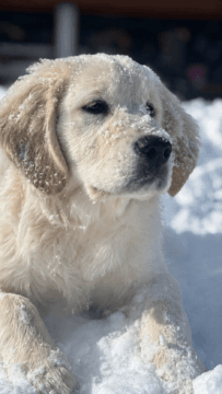 Charlie, chien d'Annabelle BERTHOUD Charlie, chien d'Annabelle BERTHOUD