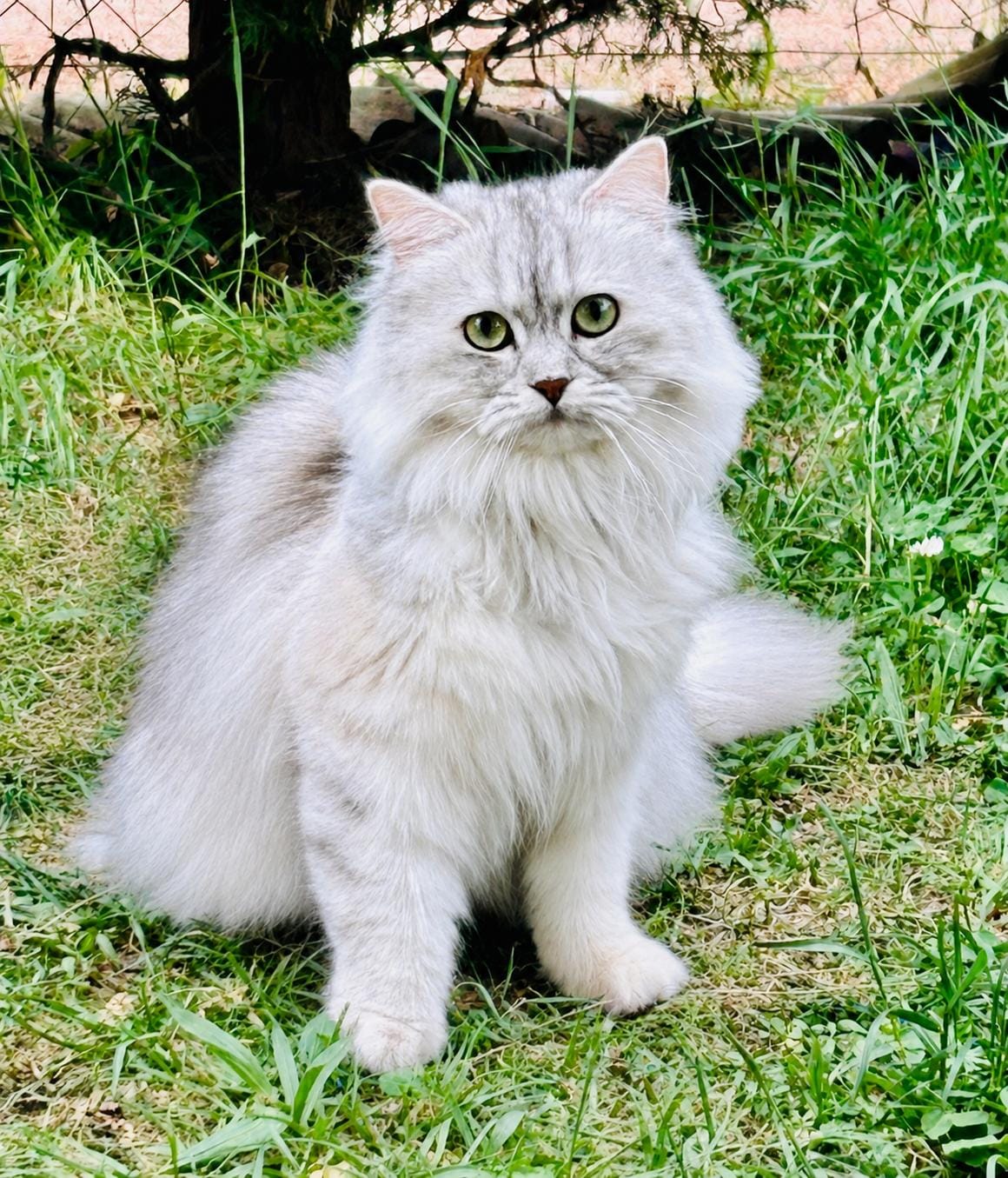 Mia, chat d'Annabelle BERTHOUD Mia, chat d'Annabelle BERTHOUD